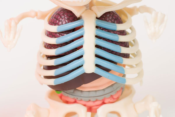 Gummi Bear Funny Anatomy-doll-MyOnlineBDShop-MyOnlineBDShop